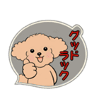 キュートなトイプードル ♡ ポジティブ（個別スタンプ：34）