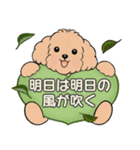 キュートなトイプードル ♡ ポジティブ（個別スタンプ：37）