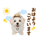 毎日使える♪マルチーズ子犬スタンプ（個別スタンプ：1）