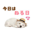 毎日使える♪マルチーズ子犬スタンプ（個別スタンプ：2）