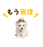 毎日使える♪マルチーズ子犬スタンプ（個別スタンプ：3）