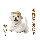 毎日使える♪マルチーズ子犬スタンプ（個別スタンプ：4）