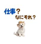 毎日使える♪マルチーズ子犬スタンプ（個別スタンプ：5）