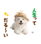毎日使える♪マルチーズ子犬スタンプ（個別スタンプ：6）