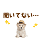 毎日使える♪マルチーズ子犬スタンプ（個別スタンプ：7）