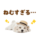 毎日使える♪マルチーズ子犬スタンプ（個別スタンプ：9）