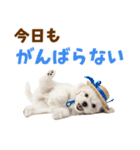 毎日使える♪マルチーズ子犬スタンプ（個別スタンプ：10）