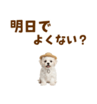 毎日使える♪マルチーズ子犬スタンプ（個別スタンプ：11）
