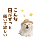 毎日使える♪マルチーズ子犬スタンプ（個別スタンプ：12）