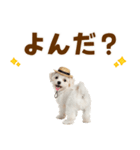 毎日使える♪マルチーズ子犬スタンプ（個別スタンプ：14）