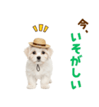 毎日使える♪マルチーズ子犬スタンプ（個別スタンプ：15）