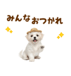 毎日使える♪マルチーズ子犬スタンプ（個別スタンプ：16）