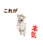 毎日使える♪マルチーズ子犬スタンプ（個別スタンプ：17）