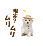 毎日使える♪マルチーズ子犬スタンプ（個別スタンプ：19）