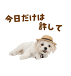 毎日使える♪マルチーズ子犬スタンプ（個別スタンプ：20）