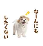 毎日使える♪マルチーズ子犬スタンプ（個別スタンプ：21）