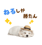 毎日使える♪マルチーズ子犬スタンプ（個別スタンプ：22）