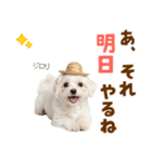 毎日使える♪マルチーズ子犬スタンプ（個別スタンプ：23）