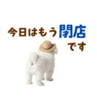 毎日使える♪マルチーズ子犬スタンプ（個別スタンプ：24）