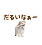毎日使える♪マルチーズ子犬スタンプ（個別スタンプ：25）