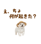 毎日使える♪マルチーズ子犬スタンプ（個別スタンプ：26）