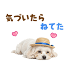 毎日使える♪マルチーズ子犬スタンプ（個別スタンプ：27）