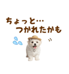 毎日使える♪マルチーズ子犬スタンプ（個別スタンプ：28）