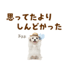 毎日使える♪マルチーズ子犬スタンプ（個別スタンプ：29）