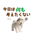 毎日使える♪マルチーズ子犬スタンプ（個別スタンプ：30）