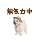 毎日使える♪マルチーズ子犬スタンプ（個別スタンプ：32）