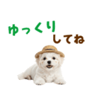 毎日使える♪マルチーズ子犬スタンプ（個別スタンプ：33）