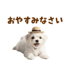 毎日使える♪マルチーズ子犬スタンプ（個別スタンプ：34）