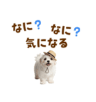 毎日使える♪マルチーズ子犬スタンプ（個別スタンプ：35）