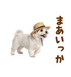 毎日使える♪マルチーズ子犬スタンプ（個別スタンプ：36）