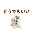 毎日使える♪マルチーズ子犬スタンプ（個別スタンプ：37）