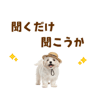 毎日使える♪マルチーズ子犬スタンプ（個別スタンプ：38）