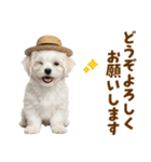 毎日使える♪マルチーズ子犬スタンプ（個別スタンプ：39）