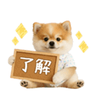 ⚡飛び出す！ポメラニアンの日常スタンプ（個別スタンプ：5）