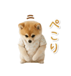 ⚡飛び出す！ポメラニアンの日常スタンプ（個別スタンプ：6）