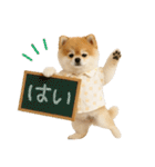 ⚡飛び出す！ポメラニアンの日常スタンプ（個別スタンプ：13）
