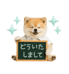 ⚡飛び出す！ポメラニアンの日常スタンプ（個別スタンプ：15）
