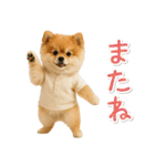 ⚡飛び出す！ポメラニアンの日常スタンプ（個別スタンプ：16）
