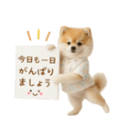 ⚡飛び出す！ポメラニアンの日常スタンプ（個別スタンプ：19）