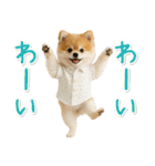 ⚡飛び出す！ポメラニアンの日常スタンプ（個別スタンプ：21）