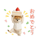 ⚡飛び出す！ポメラニアンの日常スタンプ（個別スタンプ：22）