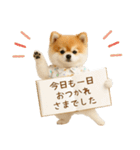 ⚡飛び出す！ポメラニアンの日常スタンプ（個別スタンプ：23）