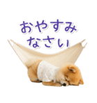 ⚡飛び出す！ポメラニアンの日常スタンプ（個別スタンプ：24）