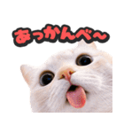 飛び出す★猫猫猫（個別スタンプ：1）