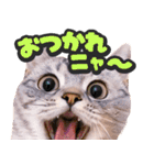 飛び出す★猫猫猫（個別スタンプ：2）