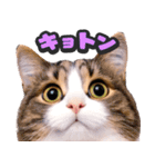 飛び出す★猫猫猫（個別スタンプ：3）